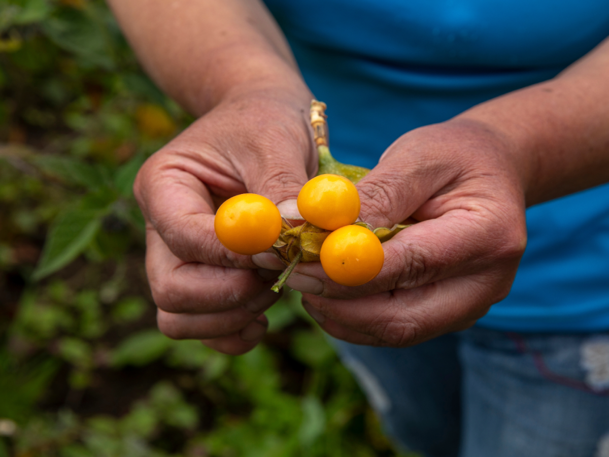El biocomercio cuenta con lineamientos para el aprovechamiento sostenible de la biodiversidad