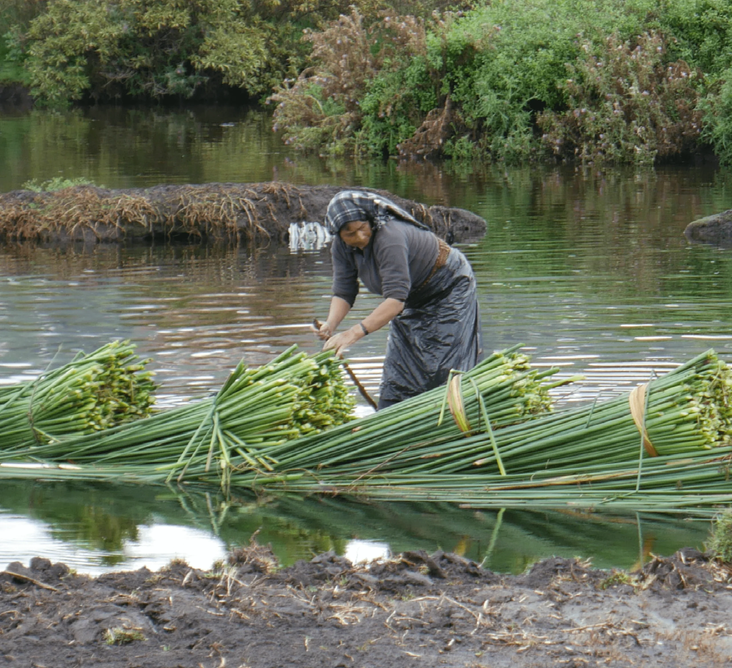 Mujeres y Biodiversidad: retos y oportunidades en los negocios sostenibles
